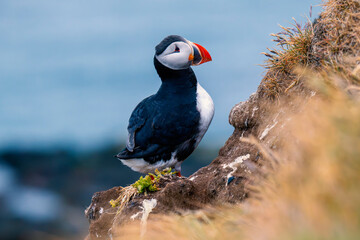 Mystical Iceland Westfjords Puffin Colony