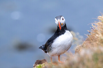 Mystical Iceland Westfjords Puffin Colony