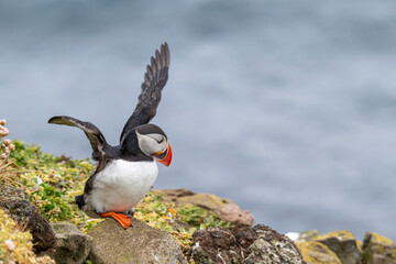 Mystical Iceland Westfjords Puffin Colony