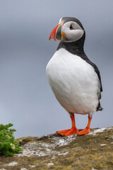 Mystical Iceland Westfjords Puffin Colony