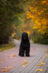 Black Russian Terrier posing in autumn park