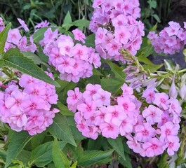 Pink phlox is a perennial, beautiful flowering herbaceous plant