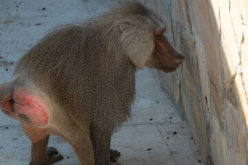 Baboon Wall Zoo Baboon Stands