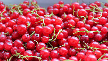 Detailed angle stock photo of a bunch of ripe recently picked bright red currants. Juicy red berries on thin branches extreme closeup view 
