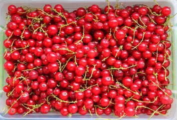 Unwashed red currants freshly picked from the bushes in a plastic container. Harvest of home grown berries in the garden plot

