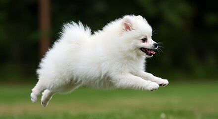 Fluffy Cloud, Leaping Joy