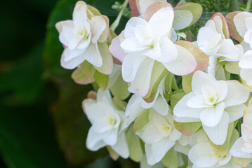 美しいアジサイのズームアップ　