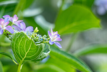 美しいアジサイのズームアップ　