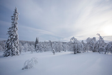 Winter landscape in Pallas Yllastunturi National Park, Lapland, Finland