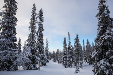 Winter landscape in Pallas Yllastunturi National Park, Lapland, Finland