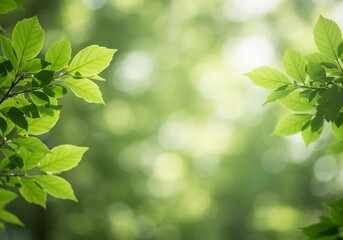 Lush green leaves create a fresh foliage border with a bright and airy bokeh backdrop in a natural setting.