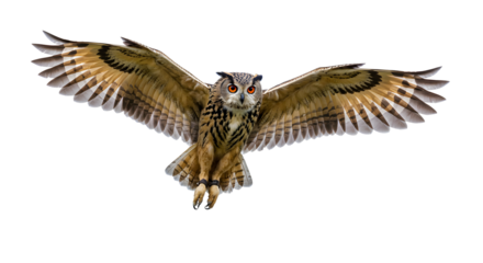Eagle Owl In Flight Against Black Background