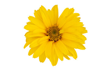 Heliopsis scabra (Sommersonne, Sonnenauge), freigestellt