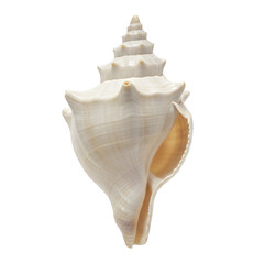 Elegant Creamy Spiral Seashell