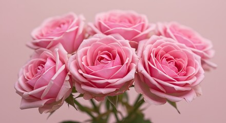 Fototapeta premium Blushing Roses: A Delicate Bloom