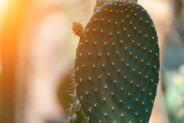 Cactus Nature Garden: Prickly pear cactus blooms outdoors on sunny day for growth, with bokeh...