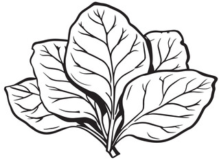 Vibrant Malabar Spinach Minimalist Botanical Line Art