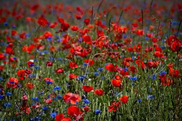 Field of poppies
