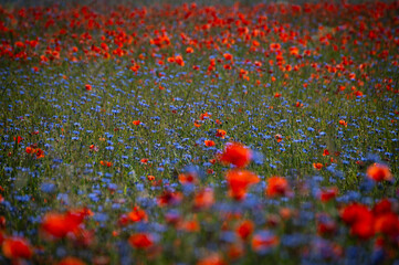 Field of poppies