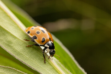 Fototapeta premium Macro shot of a vibrant red ladybug perched on a fresh green leaf. The detailed close-up highlights the insect's glossy shell, delicate legs, and natural textures in vivid sunlight