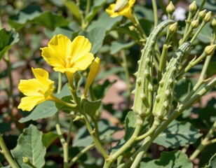 Obraz premium vibrant yellow okra flowers alongside fresh green seed capsules growing on slender stems under natural sunlight.