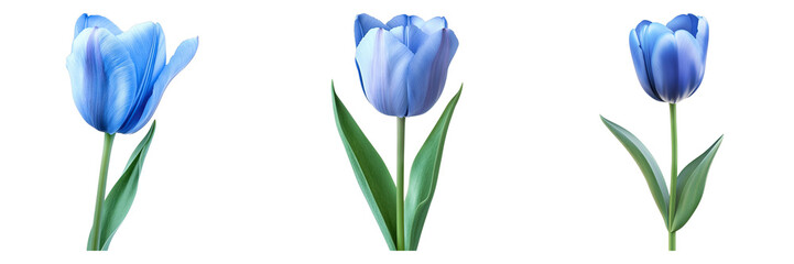 Set of blue tulip flower isolated on transparent background