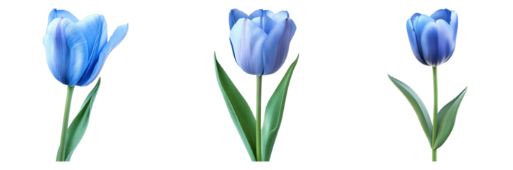 Set of blue tulip flower isolated on transparent background