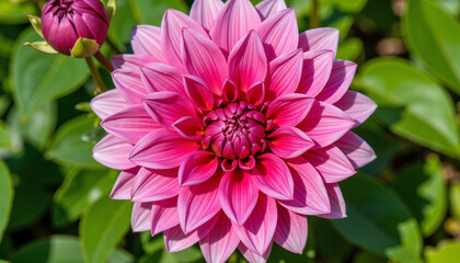 Fototapeta premium Vibrant pink water lily blooming among green leaves in garden 