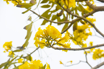 Obraz premium A cluster of vibrant yellow Tabebuia argentea Britton flowers adorns the tree against a pristine white sky