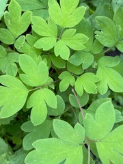 Fresh Green Leaves of Bleeding Heart Plant (Dicentra) Close-Up in Summer Garden Background