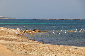 Seagulls on rocky beach with fish farm in background France, Corsica, Ajaccio, 13 June 2025