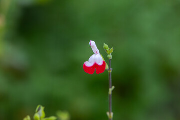Bicolor blossom of Hot Lips sage flower Salvia microphylla France, Corsica, Ajaccio, 13 June 2025