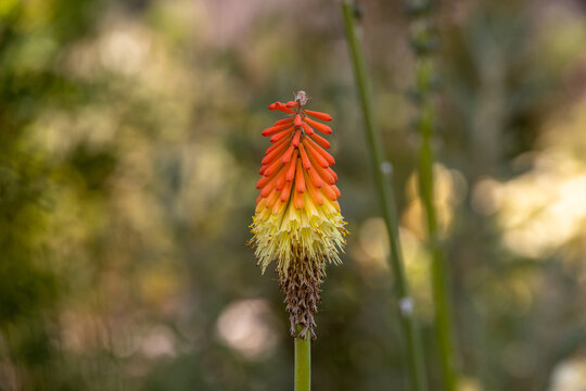 Torch lily Kniphofia uvaria with vivid red and yellow inflorescence France, Corsica, Ajaccio, 13 June 2025