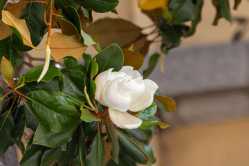 Magnolia flower in bloom with glossy green leaves France, Corsica, Ajaccio, 13 June 2025