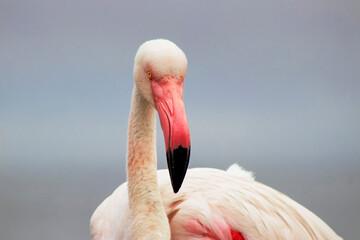 Detailed close-up of an African flamingo with bright plumage, curved beak, and elegant posture....