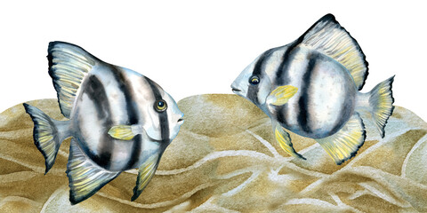 Naklejka premium Border of black-white striped tropical fish, beige corals, sea sand. Watercolor template of seascape in beige tones isolated on white background for sea design, diving, scrapbook, sticker