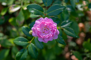 Close-Up of a Blooming Camellia Japonica Flower