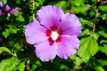 Hibiscus syriacus