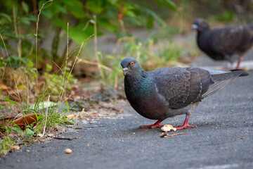 Urban Pigeon Standing on Pavement in City Environment