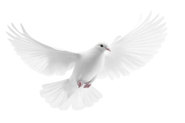 Fototapeta premium A white dove flying with wings spread isolated on transparent background