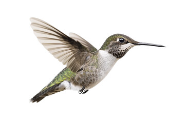 Hummingbird flying with wings spread isolated on transparent background