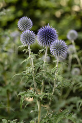 Blaue Kugeldistel (Echinops) im Garten, Hochformat