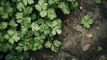 Parsley plants in a garden bed