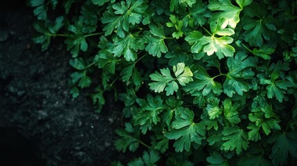 Close-up of fresh green parsley