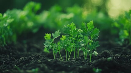 Young plants emerging from dark soil (1)