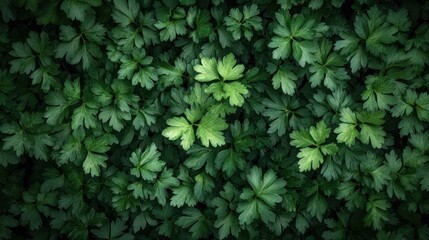 Close-up view of dense parsley leaves