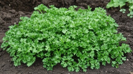 A dense cluster of vibrant green parsley plants growing in dark soil