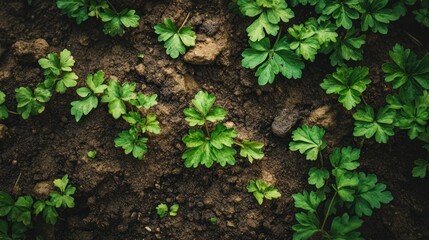 Close-up of young green plants in soil (1)
