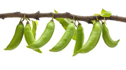 Fresh green beans hanging from branch
