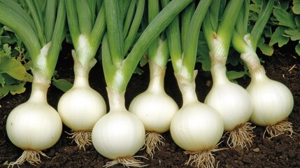 Fresh white onions growing in soil